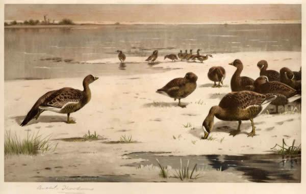 Archibald Thorburn Unapproachable Geese